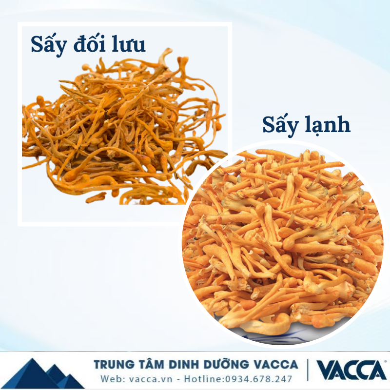 So sánh đông trùng hạ thảo quả thể sấy đối lưu và sấy lạnh